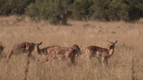Baboons walking through herd of antelope (wild) HD Vídeo Stock 84711515