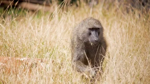 Baboons walking through tall grass eating in samburu Africa Stock Footage 78190088