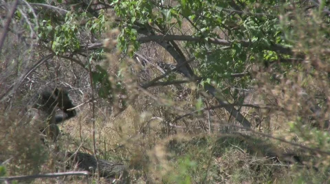 Baboons walking through the woods Stockbeeldmateriaal 284808