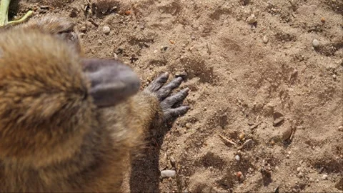 Baboons wander through their rocky terrain, looking for food. Filmed in slo.. Stock Footage 293680632