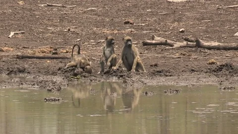 Baboons at waterhole drinking Stock Footage 84281347