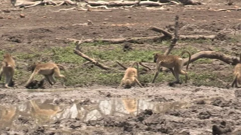 Baboons at waterhole drinking Video stock 84281379