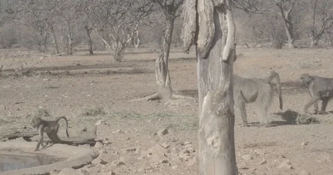 Baboons at waterhole Stock Footage 114671012