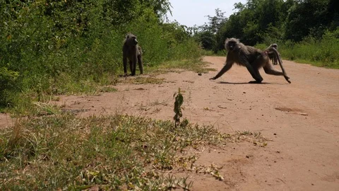Baboons on the Way, Rwanda Video stock 125131773