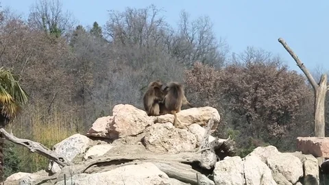 Baboons who Grooming Stock Footage 73447559