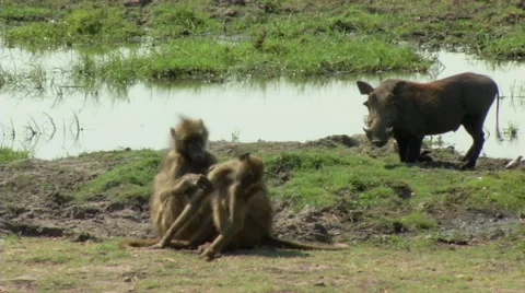 Baboons  &amp; Wild Hog 스톡 동영상 47452773