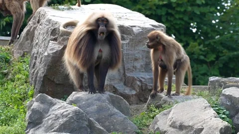 Baboons wildlife animals Stock-Footage 271347351