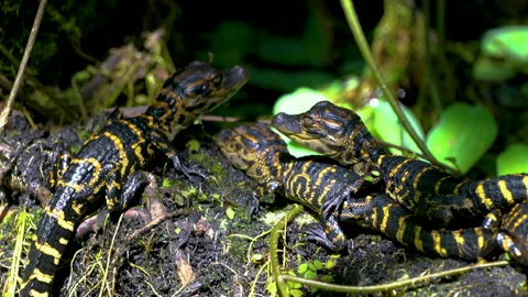 Baby Alegators Video stock 162931538