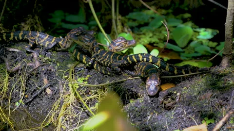 Baby alegators on Log Stock Footage 162952806