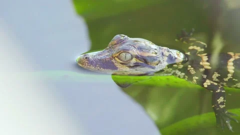 Baby alligator with crawling bug on head swimming in water Video stock 149275655