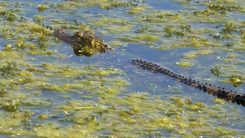 Baby Alligator Floats in Wetlands, Full Body, 4K Stock Footage 71954053