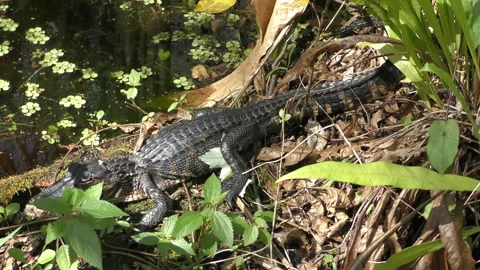 Baby alligator Stock Footage 148475772