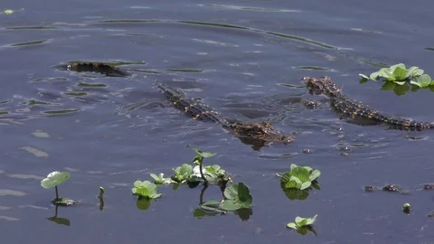 Baby alligators feeding Stock Footage