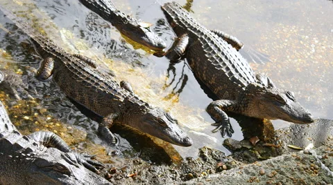 Baby Alligators Stock-Footage 44981367