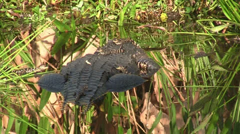 Baby alligators with mother. Stock Footage