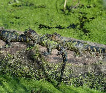 Baby alligators Stock Photos