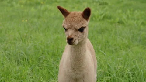 Baby alpaca in field Video stock 245437190