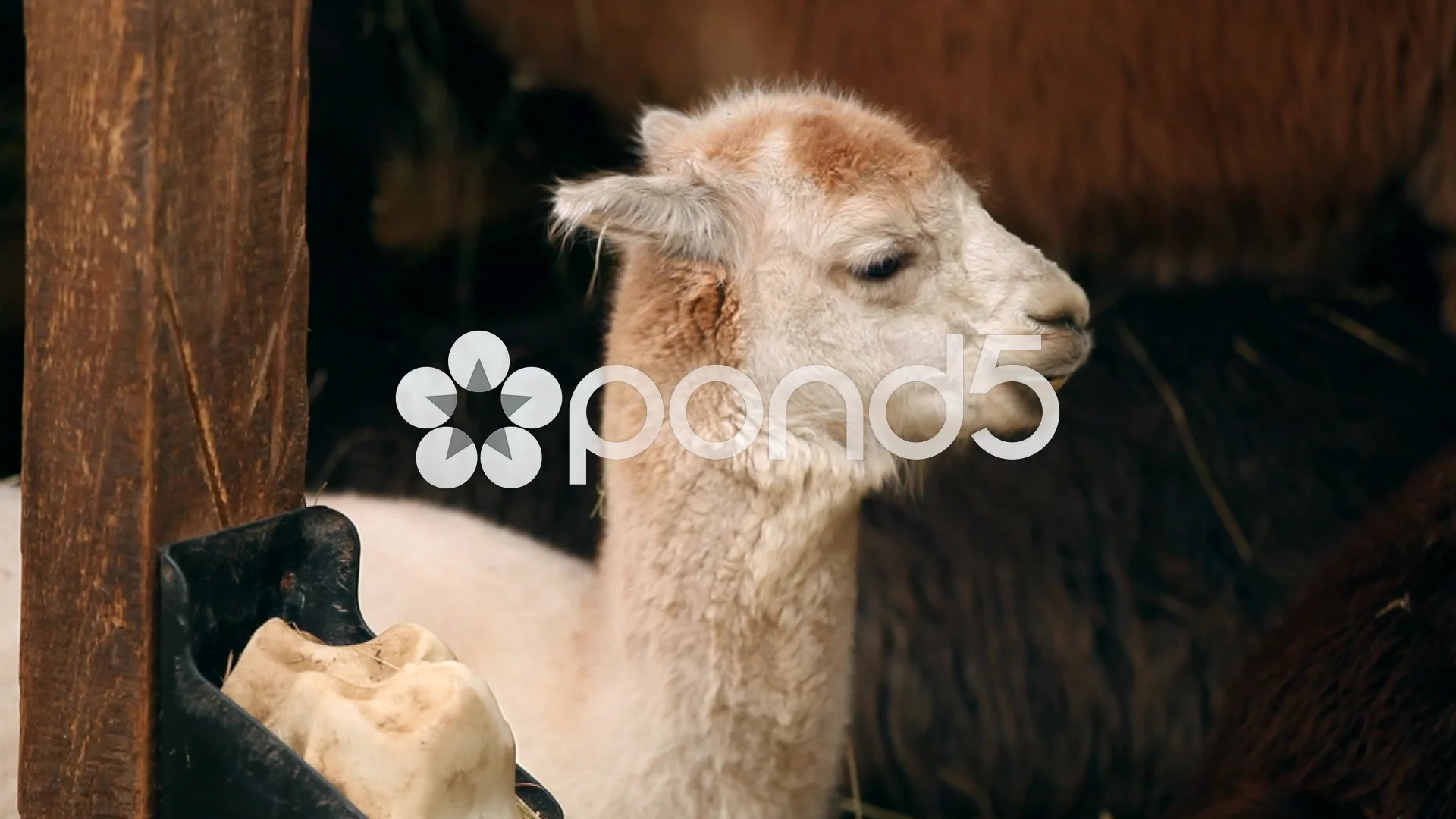 Baby Alpaca Lama Stock Video Pond5