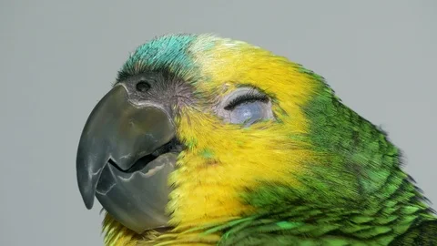 Baby amazon parrot 스톡 동영상 100433460
