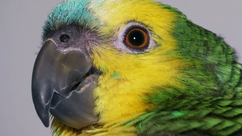 Baby amazon parrot Stock Footage 101254636