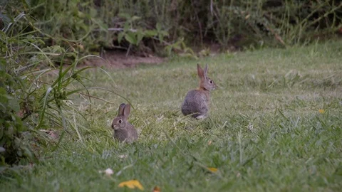 Baby and Mother Brush Cottontail Stock Video Pond5