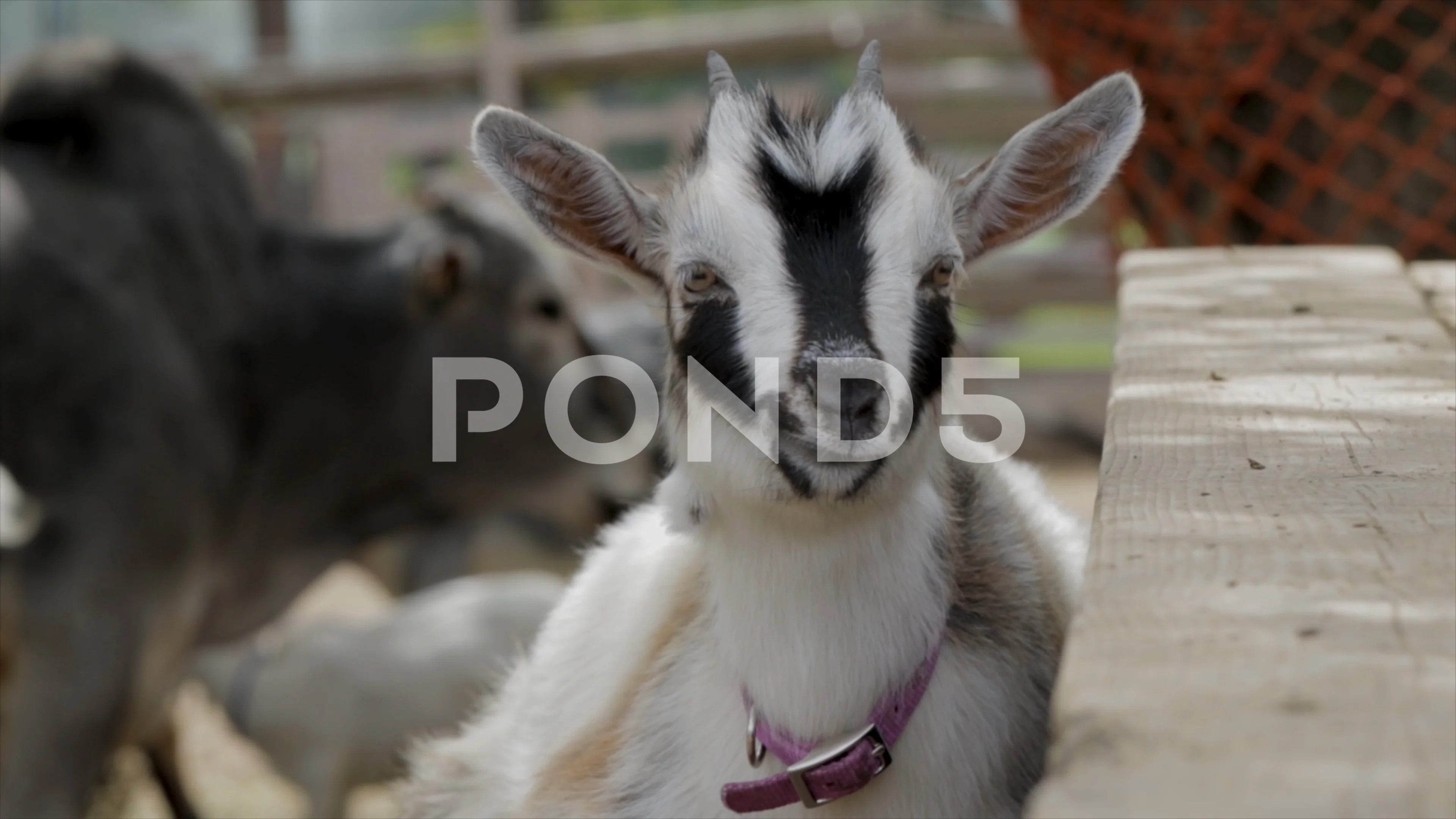 Baby animals eating food close up baby g... | Stock Video | Pond5 Baby animals eating food close up baby g... | Stock Video | Pond5