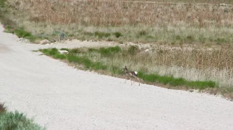 Baby Antelope Running Around Stock Footage
