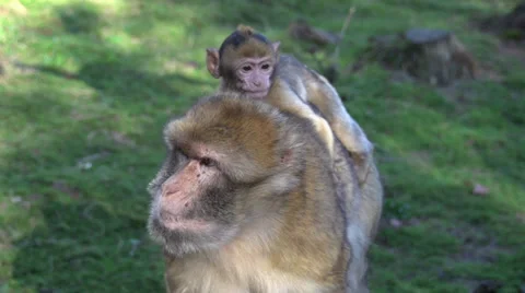Baby ape sitting on back of here mother. monkey. chimpanzee. slow motion Stock-Footage 32225941