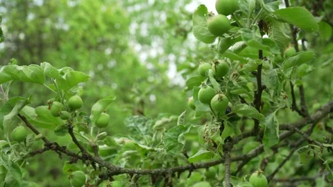 Baby apples on a tree branch, surrounded by lush leaves in the spring orchard Видео 335103483