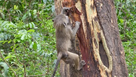 Baby Baboon climbs up the tree Stock Footage 125438665