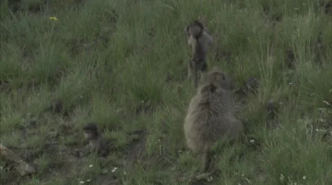 Baby baboon playing Stock Footage 27341283