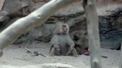 Baby baboon sits on sandy ground Stock Footage 331445077