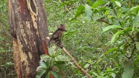 Baby Baboon in the tree Stock Footage 125439747