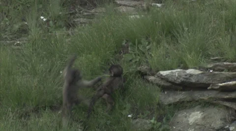 Baby baboons playing Stock Footage 27341331