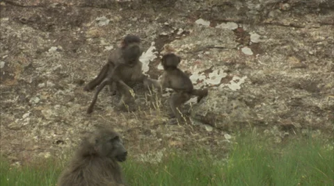 Baby baboons playing Stock Footage 27341562