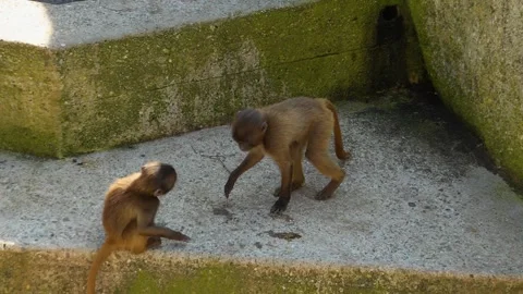 Baby baboons playing Stock Footage 275531902