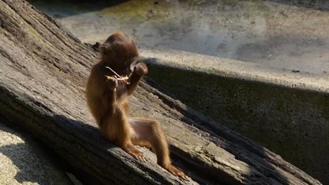 Baby baboons playing Stock Footage 275540036