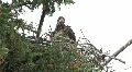 Baby Bald Eagle in nest P HD 1397 HD Footage