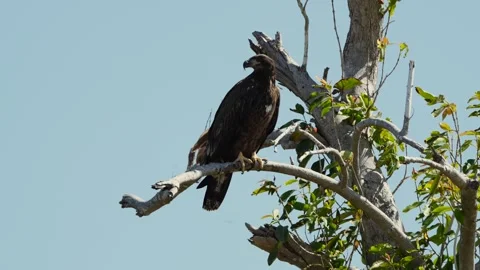 Baby Bald eagle on a tree in Ft. Myers Beach, Florida Stock Footage 274869058