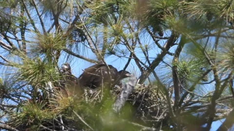 Baby Bald Eaglets in a nest on a very windy day in a pine tree with blue 動画素材 236680359