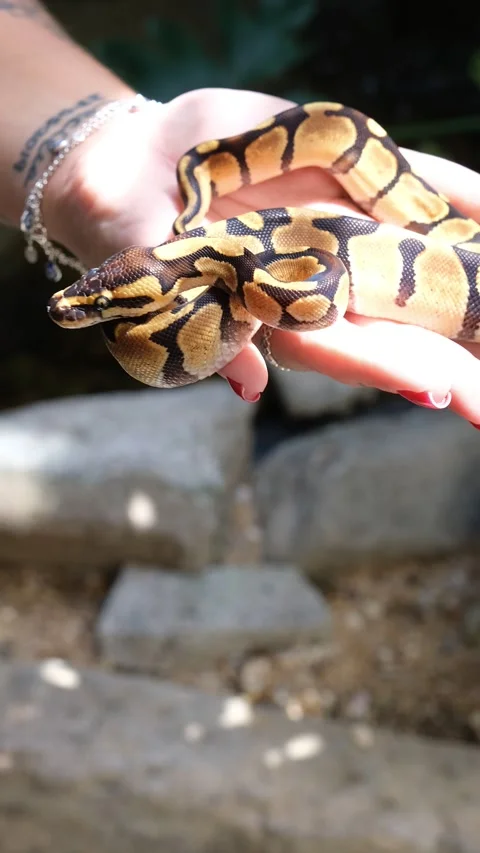 Baby ball python Enchi morph in a woman's hand vertical. Stock Footage 307457607