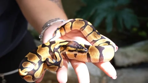 Baby ball python Enchi morph in a woman's hand. 스톡 동영상 307457612