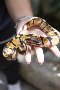 Baby ball python Enchi morph in a woman's hand vertical. Stock Photos
