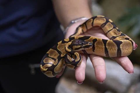 Baby ball python Enchi morph in a woman's hand. Stock Photos