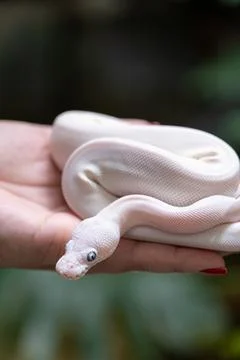 Baby ball python Lucy morph in a woman's hand vertical. Photos