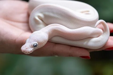 Baby ball python Lucy morph in a woman's hand. Stock Photos