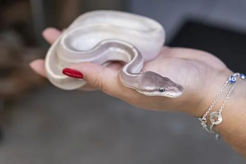 Baby ball python Mojave Lesser morph in a woman's hand. Stock Photos