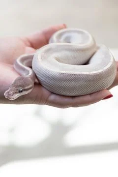 Baby ball python Mojave Lesser morph in a woman's hand vertical. Stock Photos