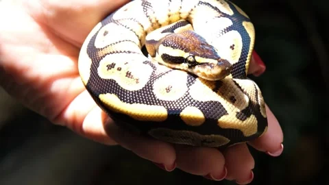 Baby ball python Mojave morph in a woman's hand. Stock Footage 307454697
