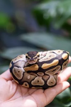 Baby ball python Mojave morph in a woman's hand vertical. Stock Photos